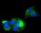 Beta-2-Microglobulin antibody, NBP2-67474, Novus Biologicals, Immunocytochemistry image 