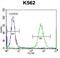 Cardiotrophin-1 antibody, abx028404, Abbexa, Immunohistochemistry frozen image 