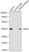 Twinfilin Actin Binding Protein 2 antibody, 15-123, ProSci, Immunoprecipitation image 