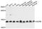 Ubiquinol-Cytochrome C Reductase Binding Protein antibody, A1273, ABclonal Technology, Western Blot image 