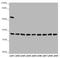 Holocytochrome C Synthase antibody, LS-C682121, Lifespan Biosciences, Western Blot image 