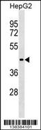 Zinc Finger And BTB Domain Containing 26 antibody, 59-784, ProSci, Western Blot image 