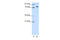 TOX High Mobility Group Box Family Member 4 antibody, 29-015, ProSci, Enzyme Linked Immunosorbent Assay image 