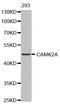 Calcium/Calmodulin Dependent Protein Kinase II Alpha antibody, MBS125927, MyBioSource, Western Blot image 
