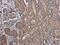 Dopa Decarboxylase antibody, GTX134053, GeneTex, Immunohistochemistry paraffin image 