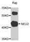 Neuraminidase 2 antibody, STJ110436, St John