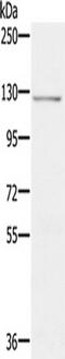 Cadherin-4 antibody, TA351588, Origene, Western Blot image 