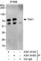 Mitogen-Activated Protein Kinase Kinase Kinase 7 antibody, A301-915A, Bethyl Labs, Immunoprecipitation image 