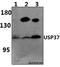 Ubiquitin Specific Peptidase 37 antibody, A07535, Boster Biological Technology, Western Blot image 