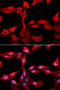 Glutamate-Cysteine Ligase Modifier Subunit antibody, 19-581, ProSci, Immunofluorescence image 