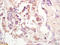 Major Histocompatibility Complex, Class I, G antibody, 251266, Abbiotec, Immunohistochemistry paraffin image 