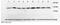 FKBP Prolyl Isomerase 1A antibody, ab2918, Abcam, Western Blot image 