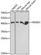 HEXIM P-TEFb Complex Subunit 2 antibody, A15565, ABclonal Technology, Western Blot image 