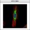 Scinderin antibody, LS-C186278, Lifespan Biosciences, Immunocytochemistry image 