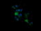 Kallikrein Related Peptidase 8 antibody, LS-C174690, Lifespan Biosciences, Immunofluorescence image 