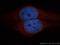Chloride Intracellular Channel 1 antibody, 14545-1-AP, Proteintech Group, Immunofluorescence image 