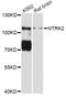 Neurotrophic Receptor Tyrosine Kinase 2 antibody, LS-C747227, Lifespan Biosciences, Western Blot image 