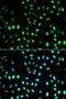 Small Ubiquitin Like Modifier 1 antibody, LS-C331925, Lifespan Biosciences, Immunofluorescence image 