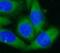 p90 antibody, FNab01210, FineTest, Immunofluorescence image 