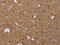 NPR2 Like, GATOR1 Complex Subunit antibody, CSB-PA127552, Cusabio, Immunohistochemistry frozen image 