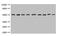 Maltose Binding Protein antibody, LS-C682077, Lifespan Biosciences, Western Blot image 