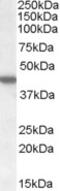 Anti-Silencing Function 1A Histone Chaperone antibody, 45-300, ProSci, Enzyme Linked Immunosorbent Assay image 