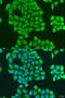 Synaptotagmin 11 antibody, 23-456, ProSci, Immunofluorescence image 
