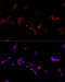 CD40 Ligand antibody, 14-739, ProSci, Immunofluorescence image 