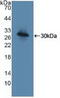 Toll Like Receptor Adaptor Molecule 1 antibody, abx129122, Abbexa, Western Blot image 