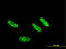 Casein Kinase 2 Alpha 1 antibody, LS-C196986, Lifespan Biosciences, Immunofluorescence image 