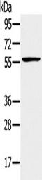 Tripartite Motif Containing 34 antibody, TA351604, Origene, Western Blot image 