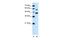 Solute Carrier Family 39 Member 5 antibody, PA5-42522, Invitrogen Antibodies, Western Blot image 