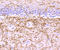 Myelin Oligodendrocyte Glycoprotein antibody, A03294-1, Boster Biological Technology, Immunohistochemistry frozen image 