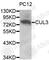 Cullin 3 antibody, A1078, ABclonal Technology, Western Blot image 