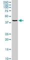 Transcription Factor AP-4 antibody, H00007023-M05, Novus Biologicals, Western Blot image 