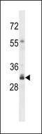Olfactory Receptor Family 4 Subfamily F Member 3 antibody, LS-C163192, Lifespan Biosciences, Western Blot image 