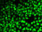 Cyclin E2 antibody, 15-363, ProSci, Immunofluorescence image 
