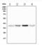 Glycophorin A (MNS Blood Group) antibody, A02184-2, Boster Biological Technology, Western Blot image 