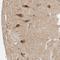 Zinc Finger MYND-Type Containing 8 antibody, NBP1-87227, Novus Biologicals, Immunohistochemistry frozen image 