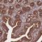 Ubiquitin Specific Peptidase 54 antibody, NBP2-14605, Novus Biologicals, Immunohistochemistry frozen image 