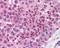 MAGE Family Member B1 antibody, 49-717, ProSci, Immunohistochemistry frozen image 