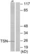 Translin antibody, LS-B8418, Lifespan Biosciences, Western Blot image 