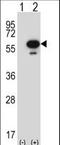 Serine/Threonine Kinase 25 antibody, LS-C164581, Lifespan Biosciences, Western Blot image 