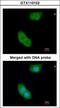 EH Domain Binding Protein 1 antibody, GTX110102, GeneTex, Immunofluorescence image 