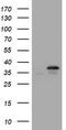 PCNA antibody, CF800879, Origene, Western Blot image 