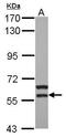 Megakaryocyte-Associated Tyrosine Kinase antibody, GTX111326, GeneTex, Western Blot image 
