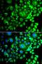 Sorting Nexin 3 antibody, LS-C748432, Lifespan Biosciences, Immunofluorescence image 