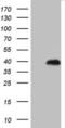 Ring Finger Protein 4 antibody, MA5-27423, Invitrogen Antibodies, Western Blot image 