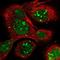 NOP16 Nucleolar Protein antibody, NBP1-89659, Novus Biologicals, Immunofluorescence image 