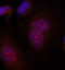 JunB Proto-Oncogene, AP-1 Transcription Factor Subunit antibody, STJ22216, St John